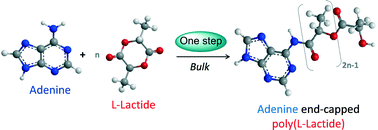 Description: Graphical abstract: Adenine as an organocatalyst for the ring-opening polymerization of lactide: scope, mechanism and access to adenine-functionalized polylactide