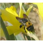 Carpenter bees have a dark underside - no yellow