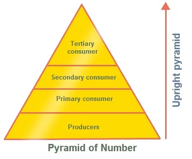 Upright Pyramid