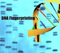 https://sites.google.com/site/magicofforensicscience/_/rsrc/1247412074947/lesson-1/dna%20fingerprinting.webp?height=177&width=200