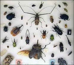 https://sites.google.com/site/magicofforensicscience/_/rsrc/1247412189641/lesson-1/entomology.webp