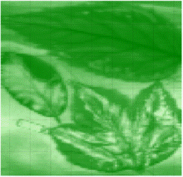 leaf_scan-258x250