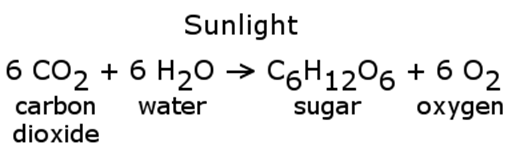 Description: Description: photosynthesis