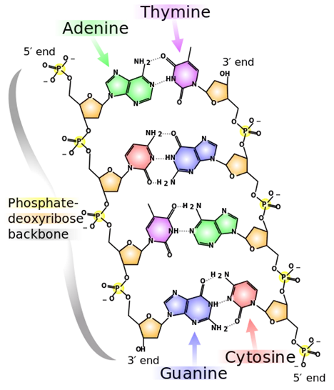 Description: Description: Main Difference - Homopolymer vs Heteropolymer