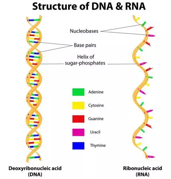 Description: Structure of DNA and RNA