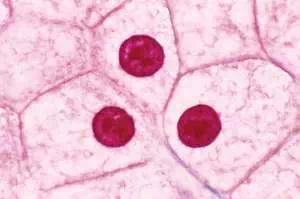 Nucleus of an animal cell. Eukaryotic cell, showing cell membrane, cytoplasm, nucleus and nucleolus. (photomicrography)