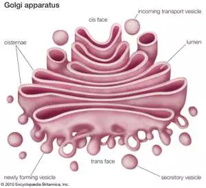 Golgi apparatus (cellular organelle), cell biology