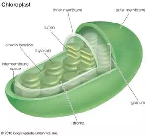 Chloroplast (cellular organelle), cell biology