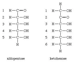 Carbohydrates. Chemical structure of aldopentose and ketohexose, two monosaccharides.