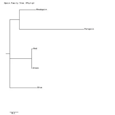 Opsin Tree Phylip