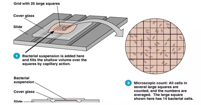 Direct Microscopic Counts