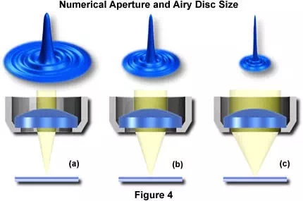 https://micro.magnet.fsu.edu/primer/images/numeraper/varynuairy.webp