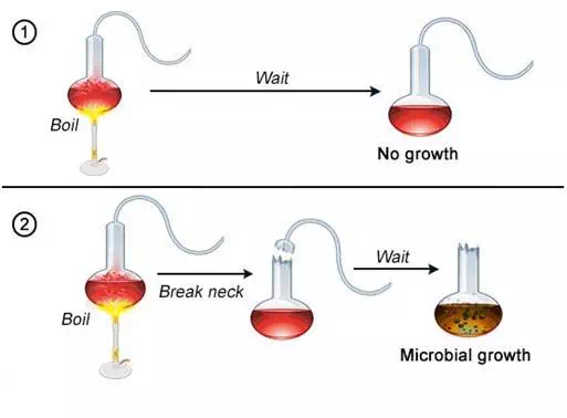 Pasteur Swan-neck Flasks experiment diagram