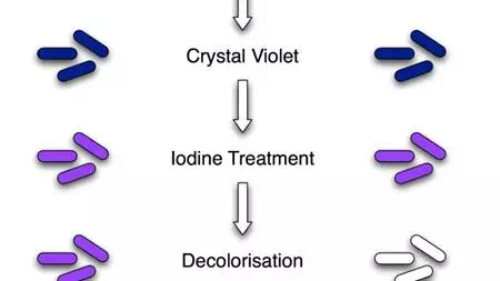 https://i2.wp.com/microbeonline.com/wp-content/uploads/2013/04/gram-stain-mine.webp?resize=678%2C381&ssl=1