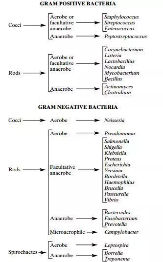 Medically Important Gram Positive and Gram Negative Bacteria