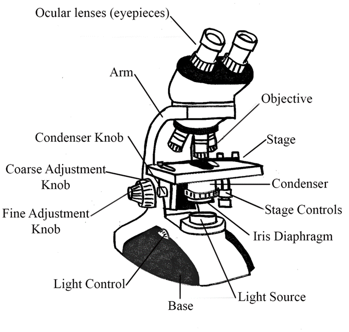 http://library.open.oregonstate.edu/microbiology/wp-content/uploads/sites/5/2017/07/Microscope-Diagram-1024x973.webp