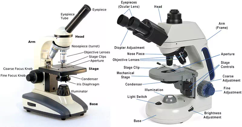 Compound Microscope