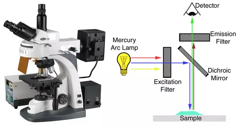 Fluorescence Microscope