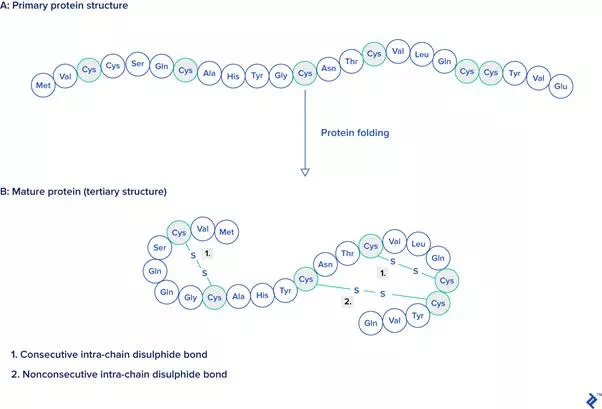 Description: Primary and tertiary protein structures