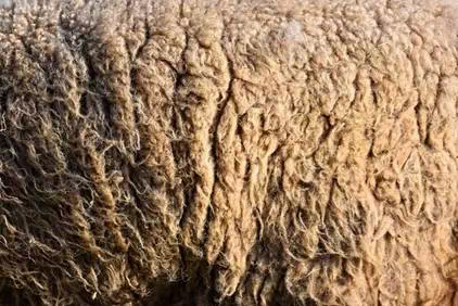 wool fiber