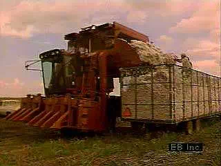 Cotton harvesting in the American South.